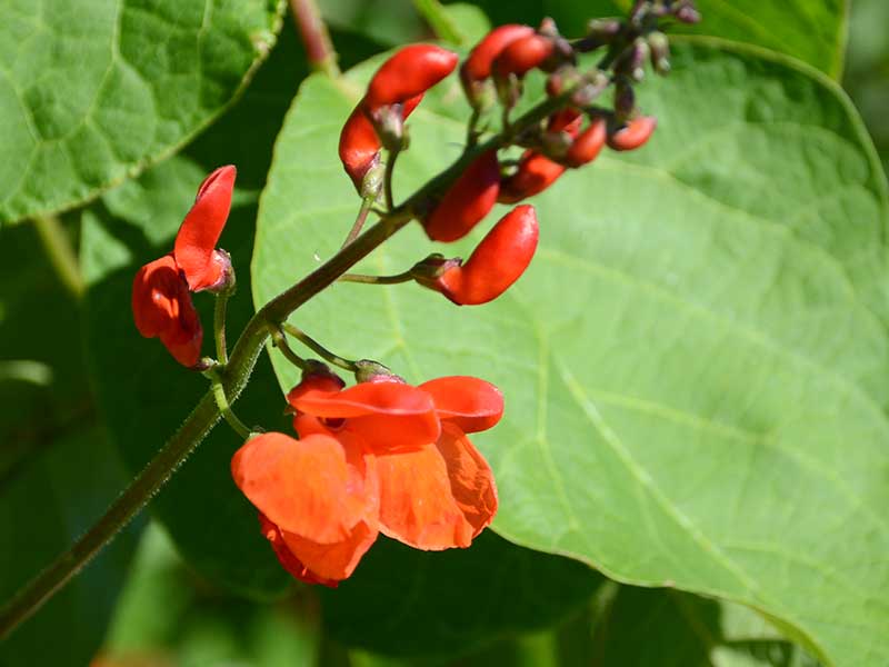 Blomställning av rosenböna Blomställning av rosenböna
