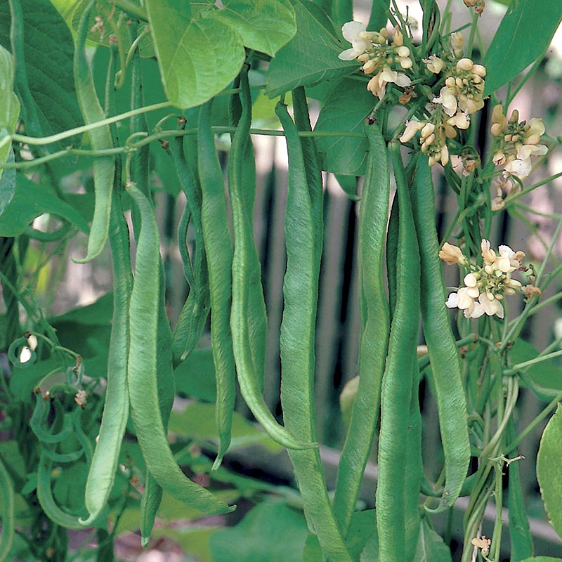 Vitblommande rosenböna Vitblommande rosenböna