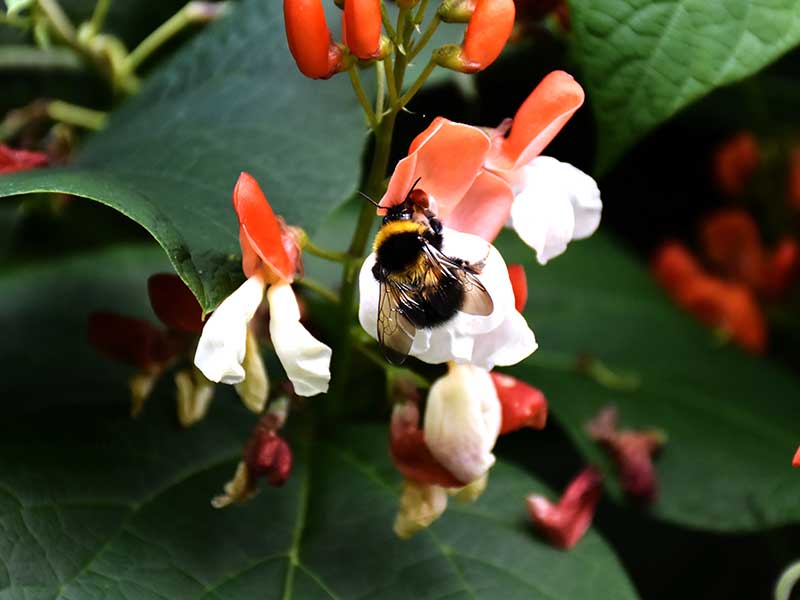 Tvåfärgad rosenböna