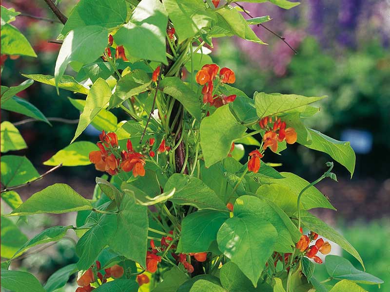 Rosenböna med röda blommor