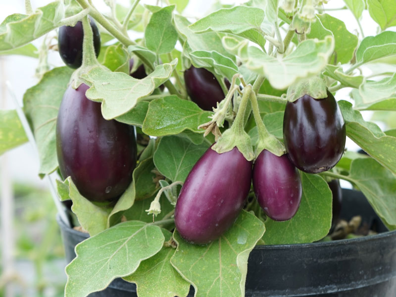 Aubergine odlad i kruka - LS