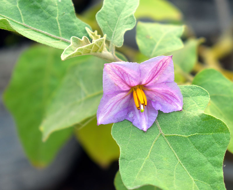 Blomma på auberginplanta