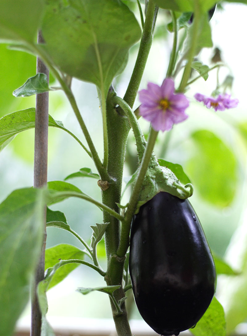 Odling av aubergin äggplanta