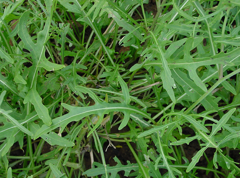 Odling av flerårig sandsenap vild rucola