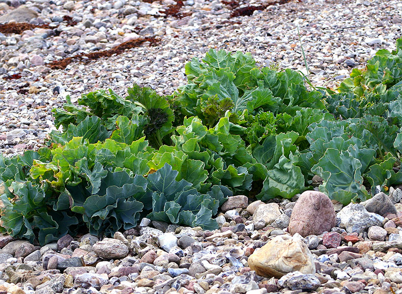 Strandkål som flerårig grönsak