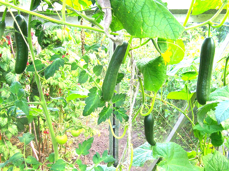 Odling av gurka i växthus