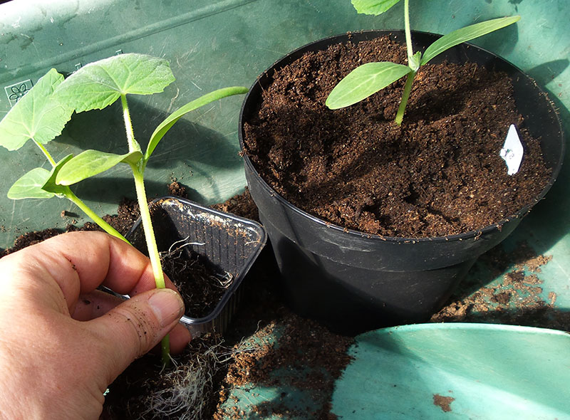 Omplantering av gurka