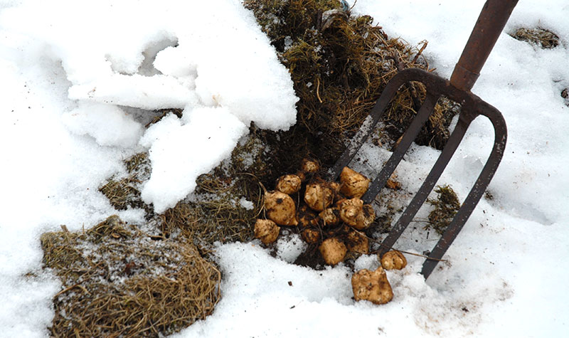 Skörd av jordärtskockor på vintern under snö