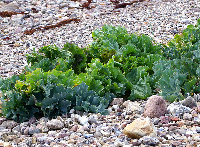 Strandkål vildväxande på stranden i Sverige - x