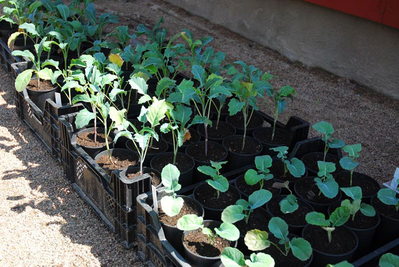 Utplantering av kålplantor - x Utplantering av kålplantor - x
