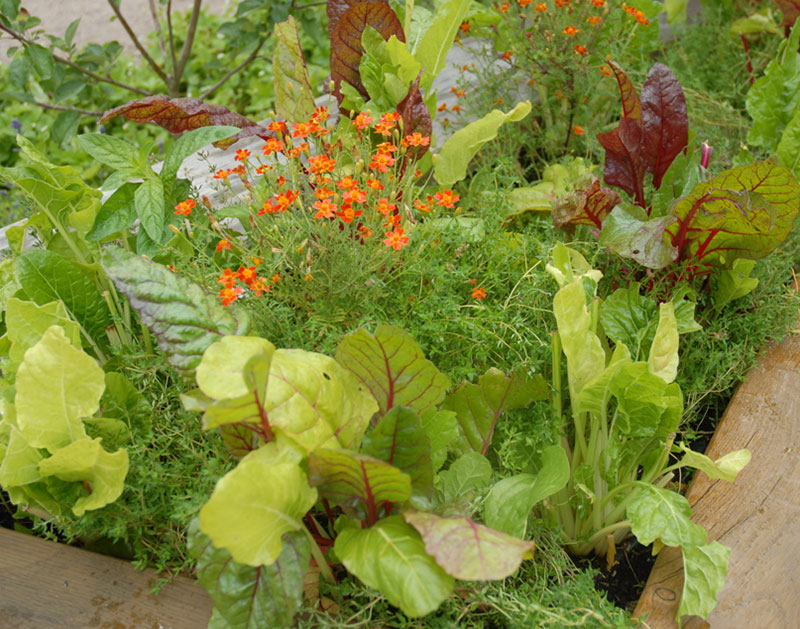 Mangold olika sorter odlad i pallkrage med tagetes
