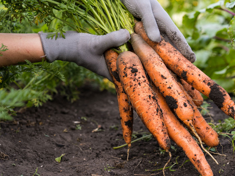 Skörd av morötter