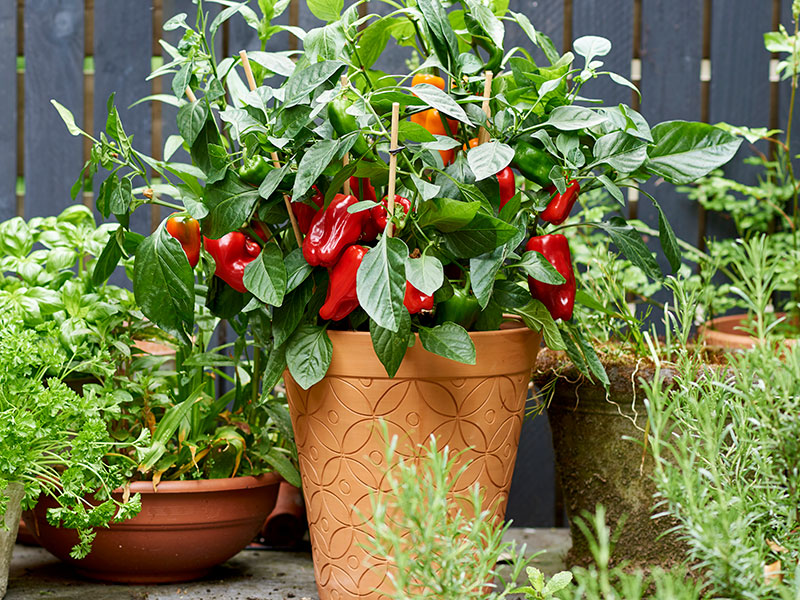 Paprika i kruka