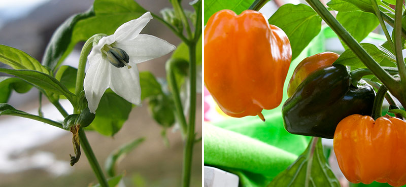 Blomma och frukt av paprika