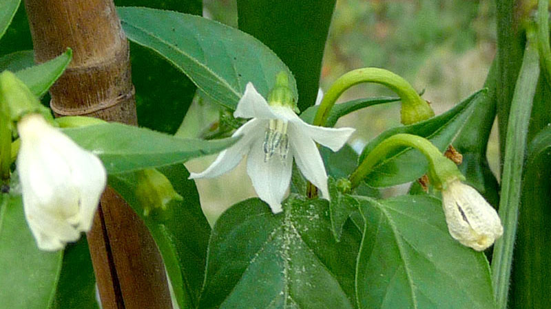 Blomma på paprika - LL