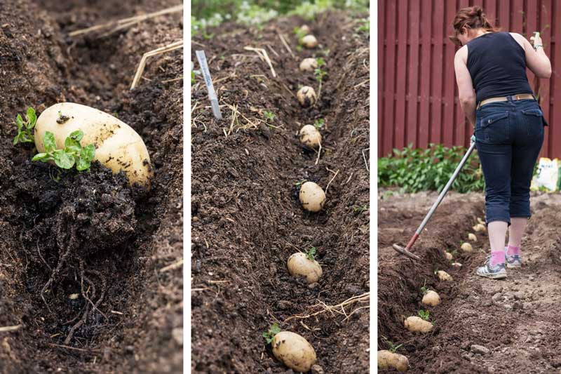 Plantering av sättpotatis på friland i fåror
