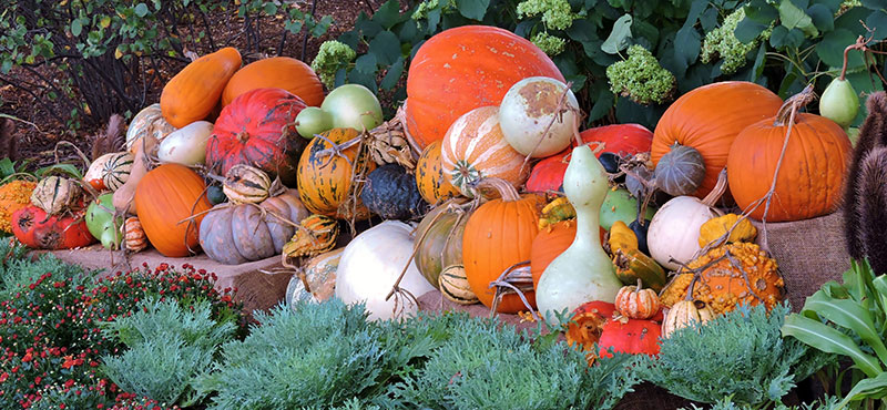 Olika sorters pumpa, squash och kalebass - pix