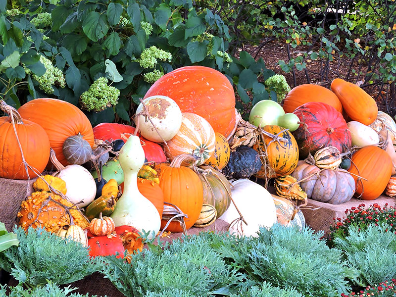 Olika sorter av pumpor, squash och kalebass