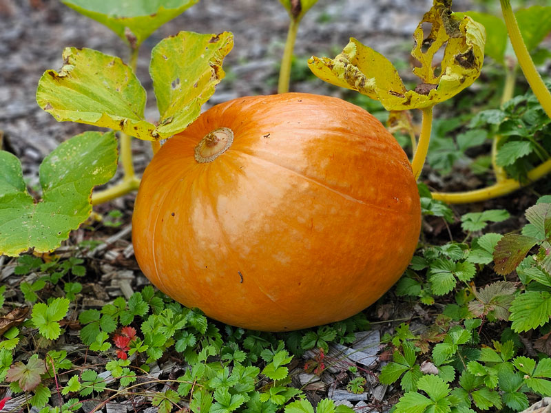 Pumpa snart redo för skörd