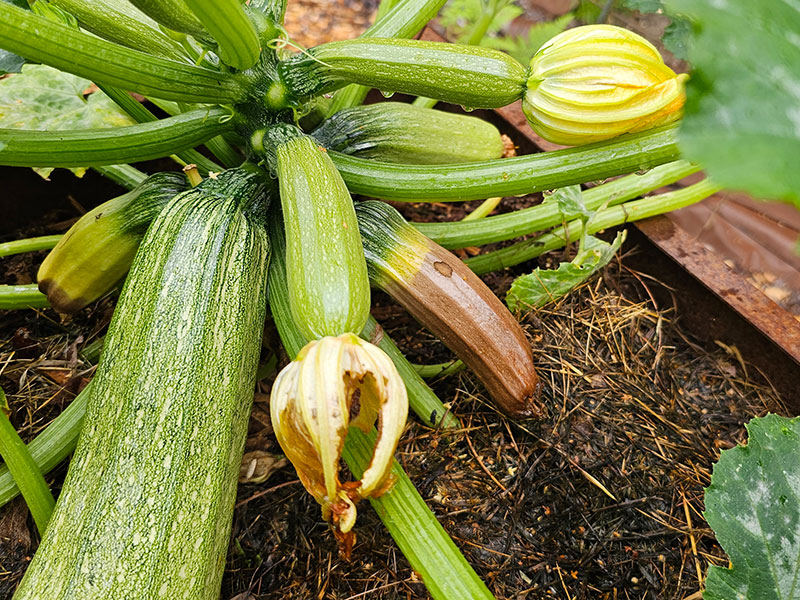 Röta på squash pga bristande pollinering