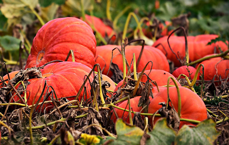 Skördetid för pumpa Skördetid för pumpa
