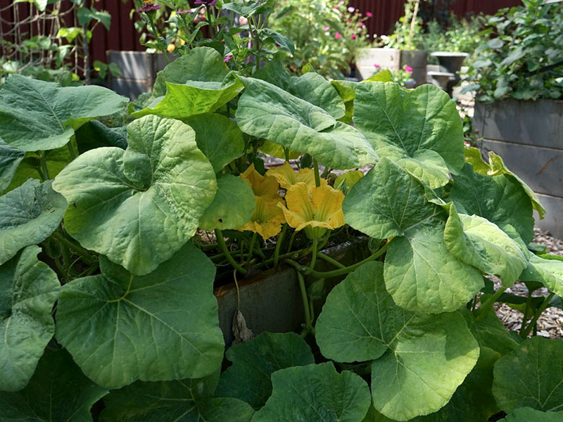 Sqashplanta i pallkrage