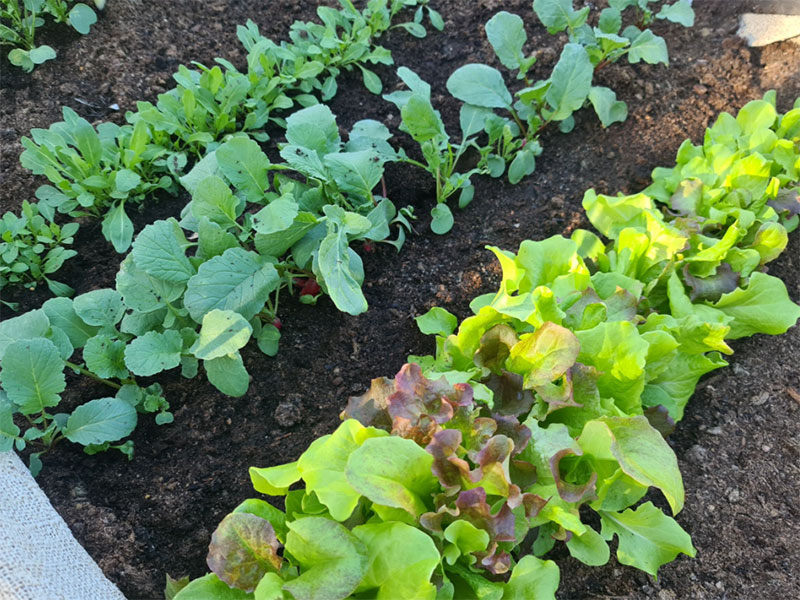 Sallat, rädisor och senapskål i växthus på våren