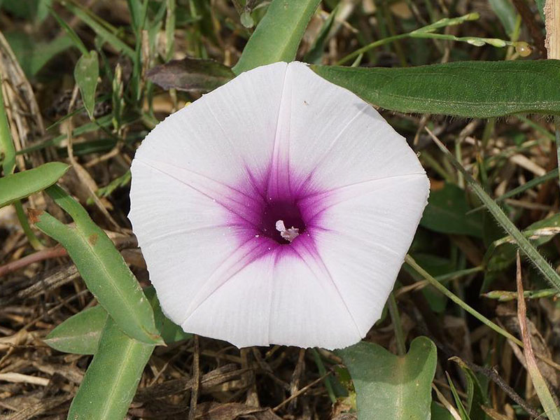 Blommande sallatsipomoea, kinesisk spenat, vattenspenat - px