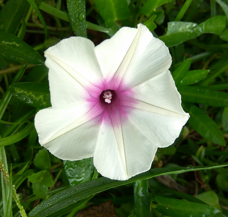Blommande sallatsipomoea, kinesisk spenat, vattenspenat