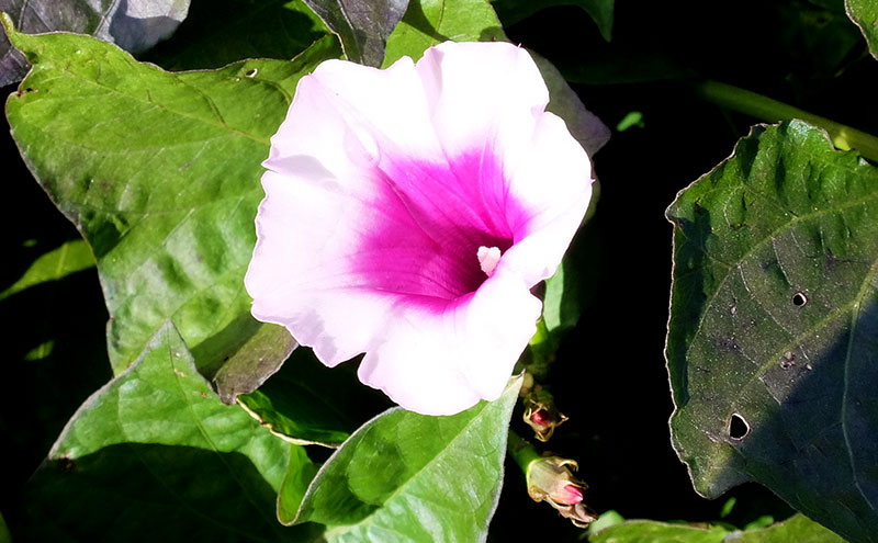 Sötpotatis blomma