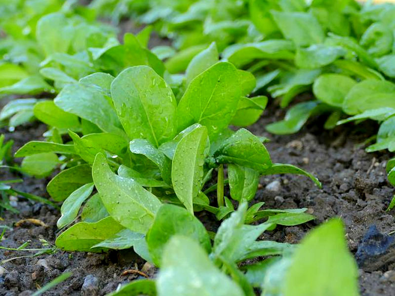 Odling av spenat på friland