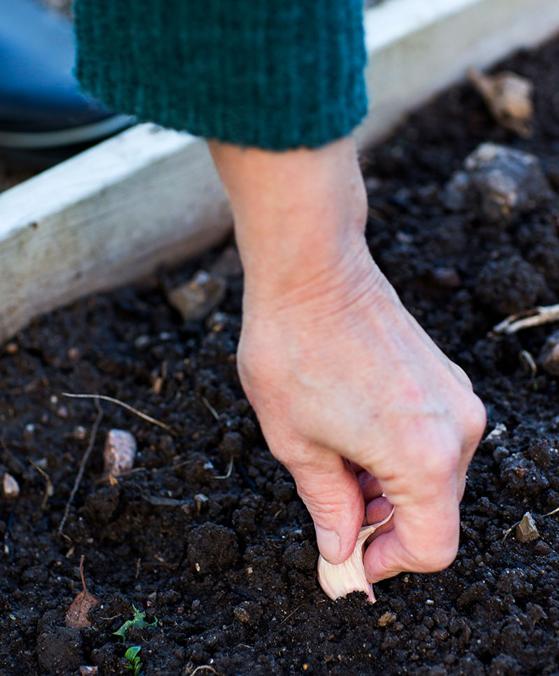 Plantering av vitlöksklyftor
