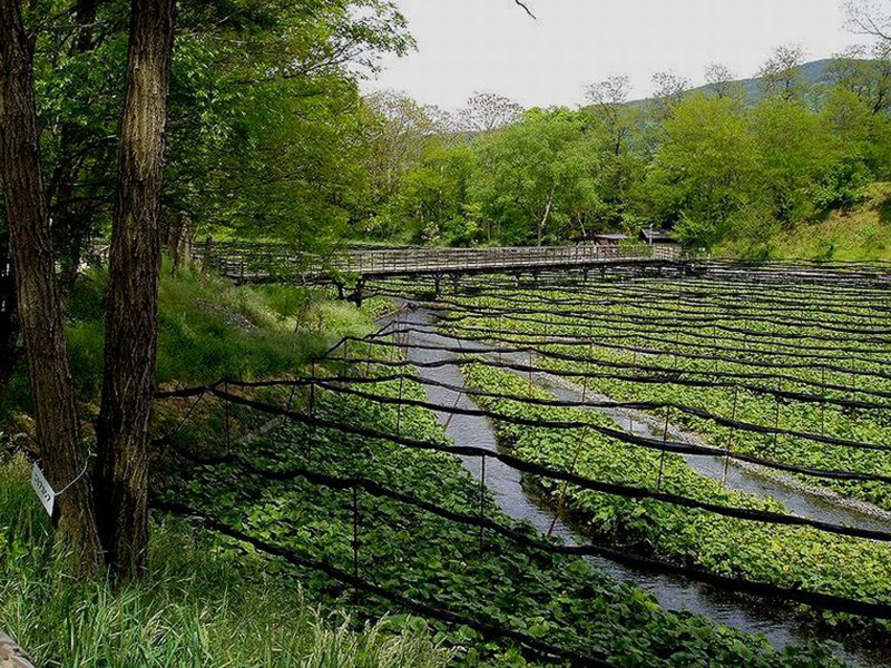 Odling av wasabi i Japan