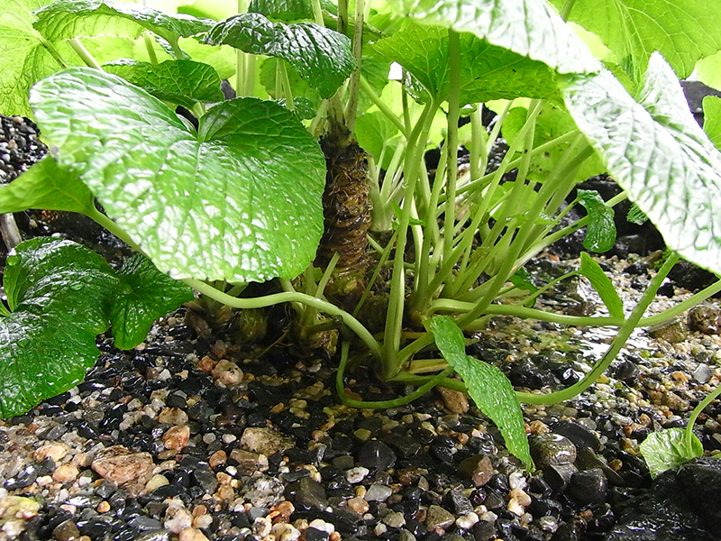 Planta av wasabi