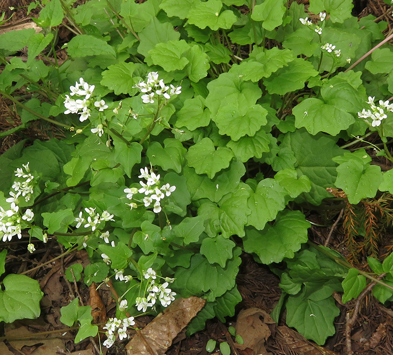 Vildväxande wasabi som blommar i Japan