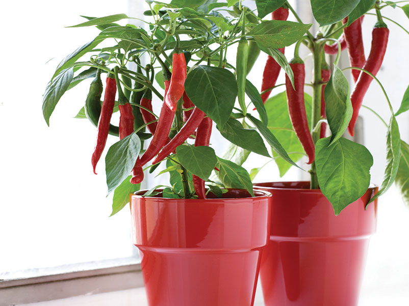 Chilipeppar i kruka - FD