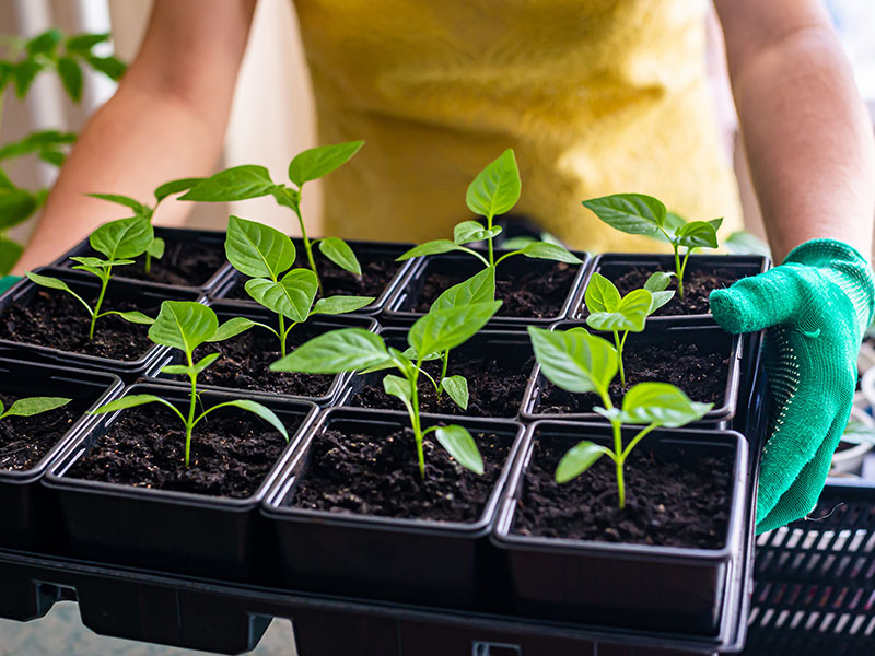 Omplanterade chiliplantor - AS