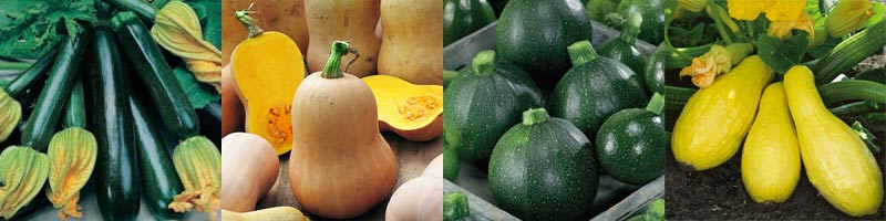 Många olika sorters squash och zucchini