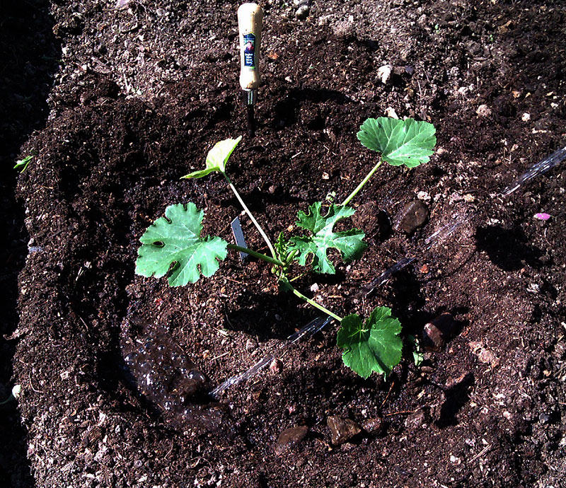 Planteringshål för squashplanta i kökslandet