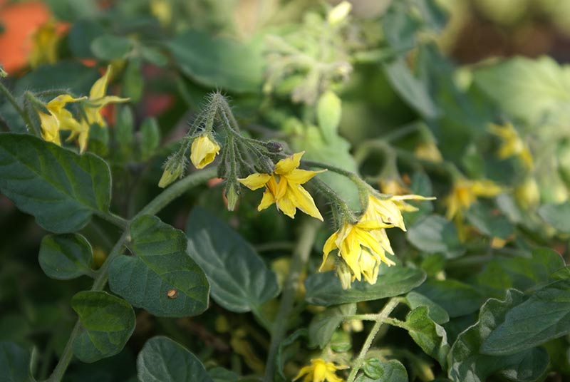 Tomatplanta med mängder av gula blommor