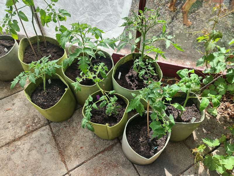 Tomatplantor odlas i odlingssäckar i växthus - LS