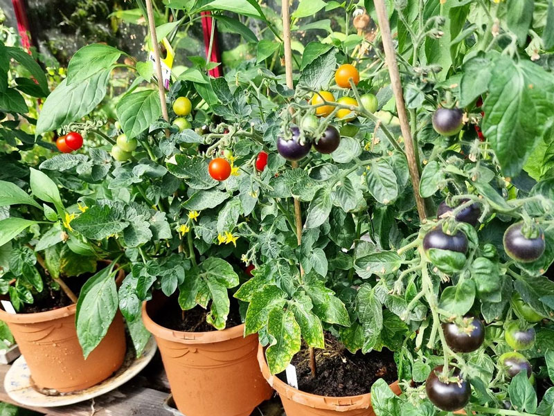 Tomatplantor i växthus - LL