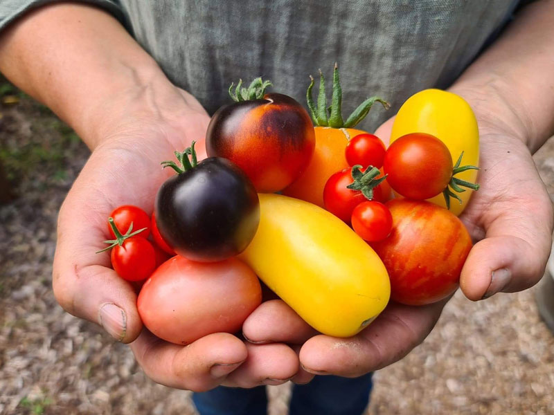 Nyskördade tomater av olika slag och olika färger - LS