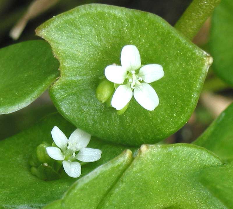 Vit blomma portlak Vit blomma portlak