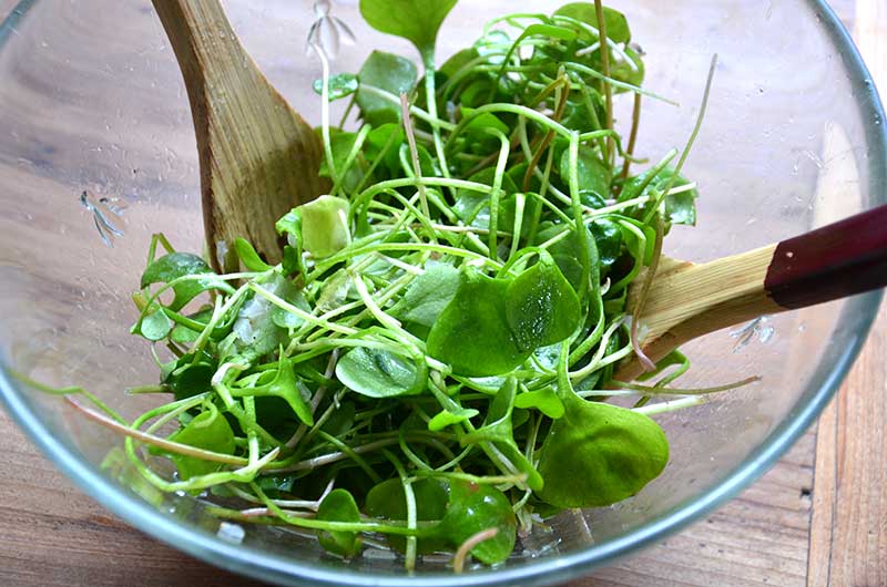 Sallad med portlak Sallad med portlak