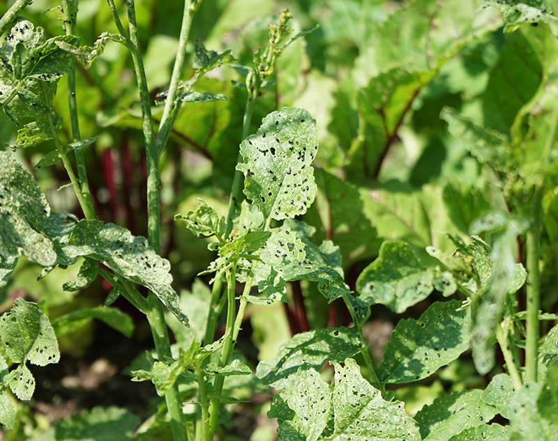 Angrepp av jordloppor på rucola - LL