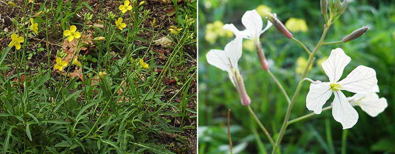 Sandsenap och rucola - x