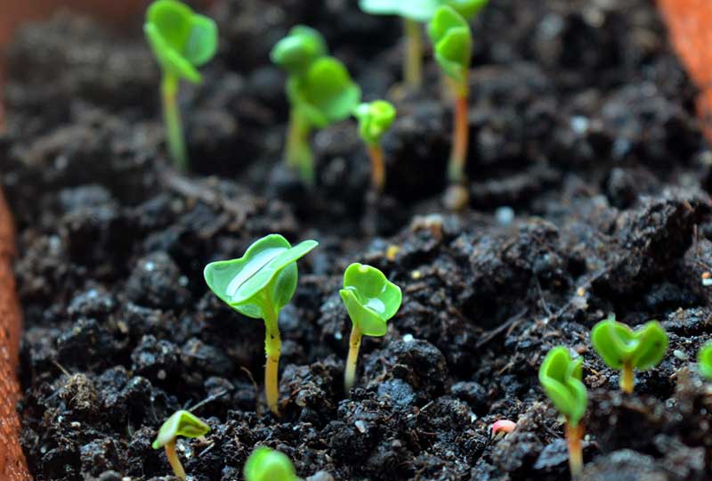 Nysådd rucola med groddplantor - px