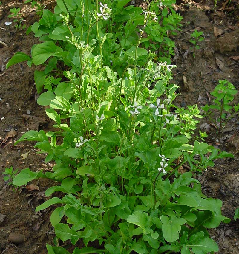 Blommande rucola stocklöpning - x