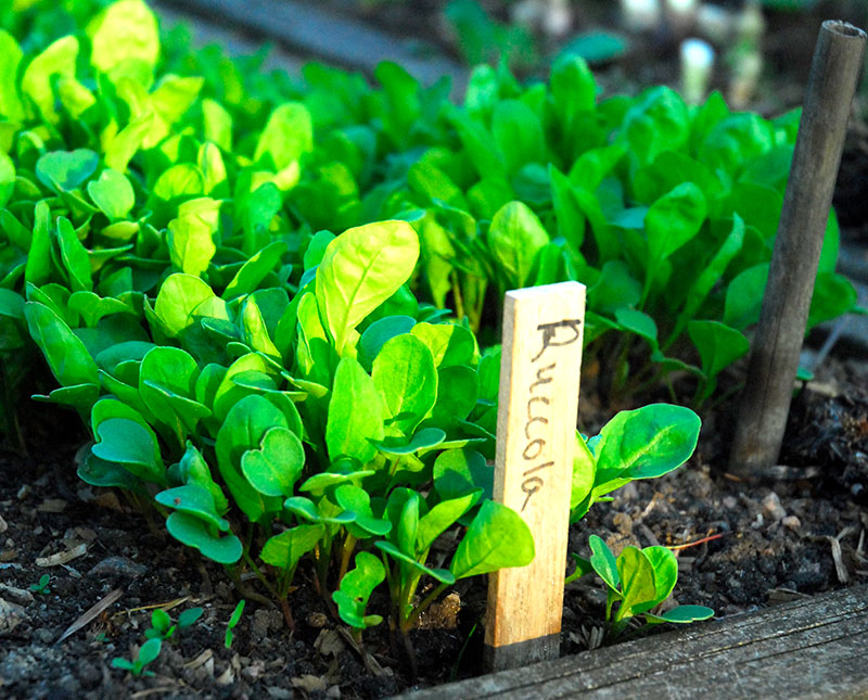 Rucola odling i pallkrage - x